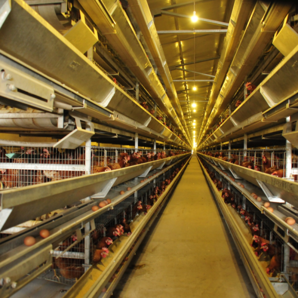 畜牧行業 畜牧行業